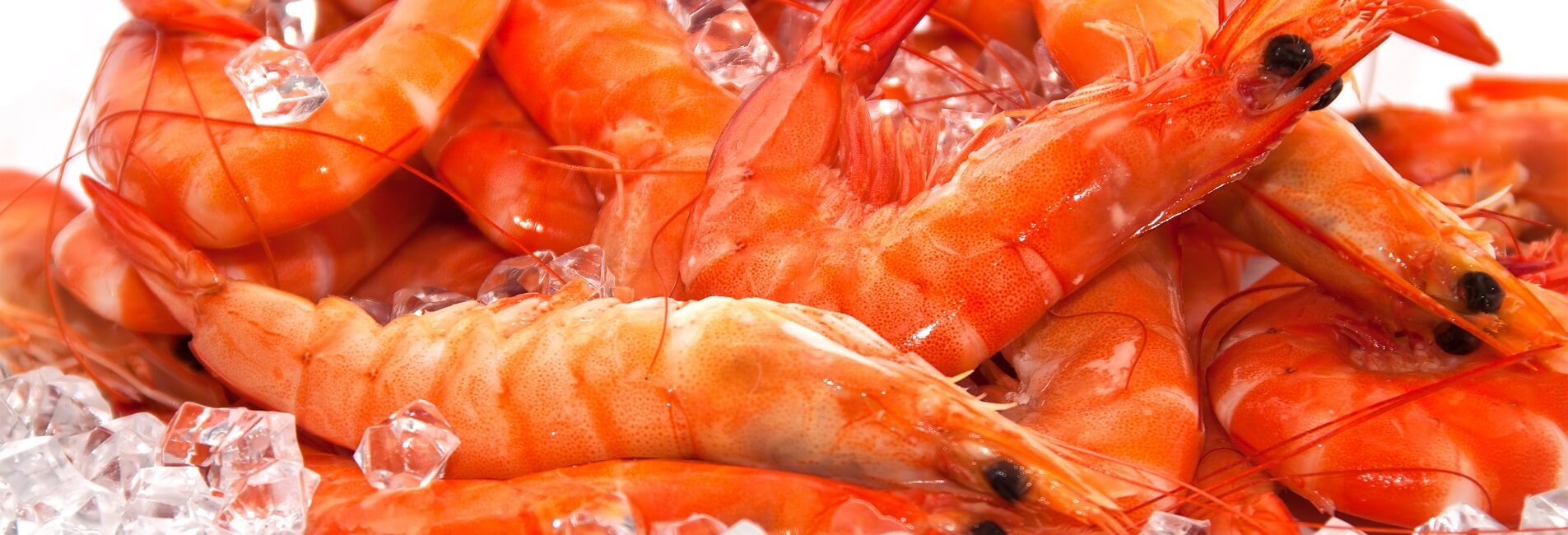 Cold Couriers Brisbane